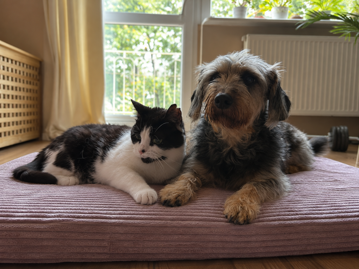 Hunde & Katzen