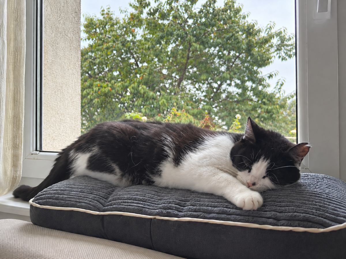 MILLYBO Fensterbank Katzenbett aus Cord  Anti-Rutsch-Boden & Schaumstofffüllung 4 Größen Grau